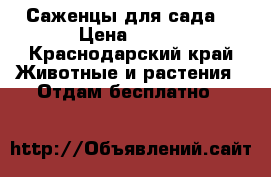 Саженцы для сада  › Цена ­ 150 - Краснодарский край Животные и растения » Отдам бесплатно   